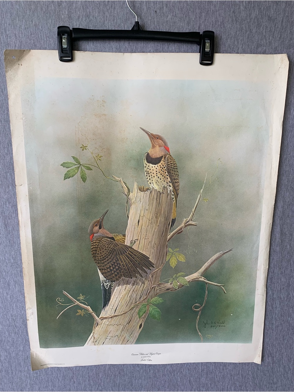 John O’Neill Limited Edition Common Flickers Virginia Creeper Art Print Nature